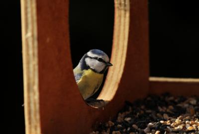 Aider les oiseaux en hiver